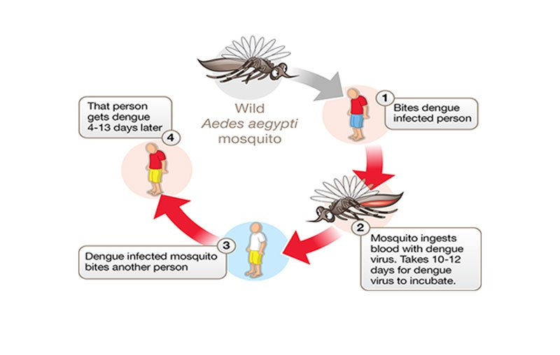20140929_Aedes-aegypti-dengue-lifecycle_slideshow-format