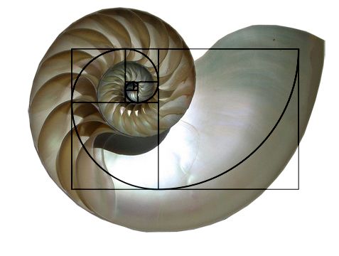shell_spiral